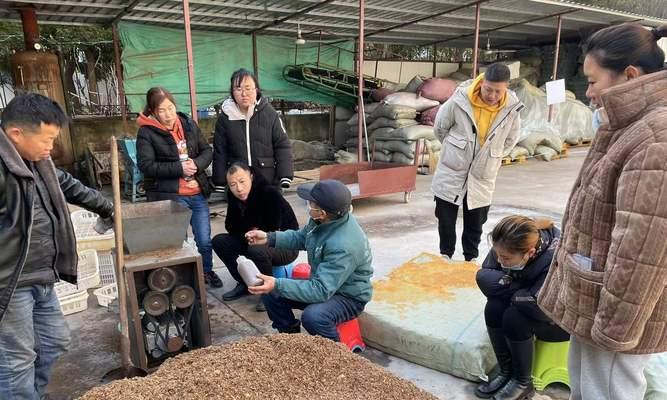 香菇栽培技术中种菌方法是什么？有哪些要点？