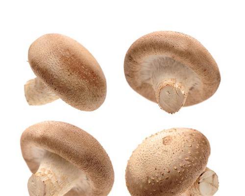 香菇栽培技术中种菌方法是什么？有哪些要点？