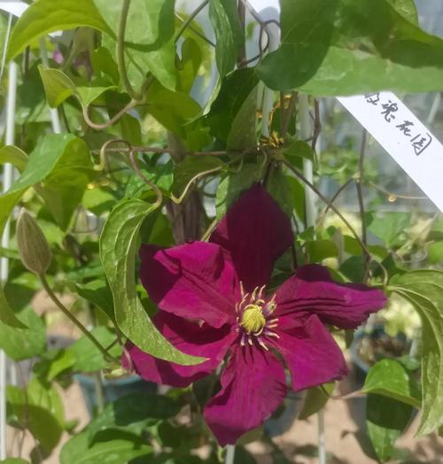 铁线莲塑料花架子的种植方法是什么？