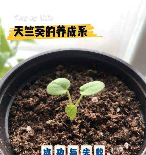 牙签苗天竺葵种植方法有哪些？