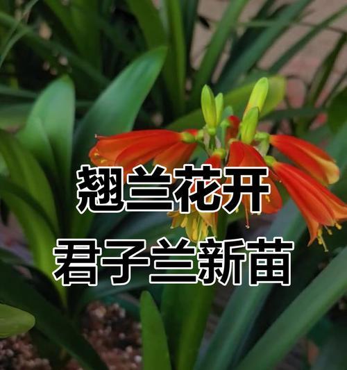 君子兰毛串的含义是什么？