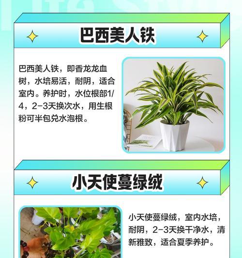 彩叶万年青叶子发黄补救方法是什么?
