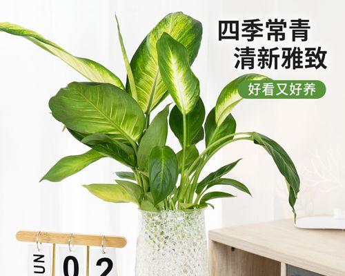 彩叶万年青叶子发黄补救方法是什么？