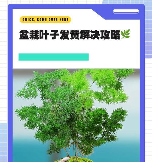 彩叶万年青叶子发黄补救方法是什么？