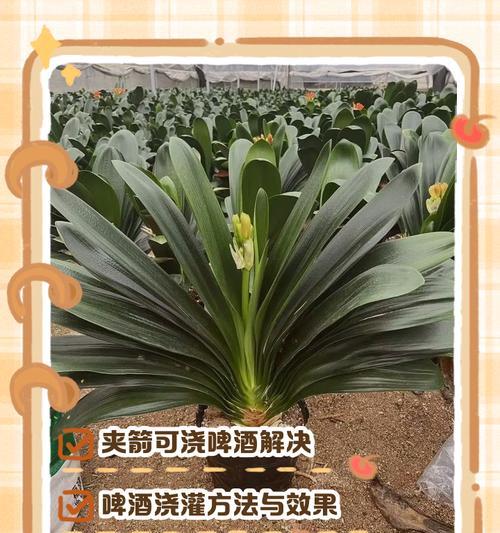 君子兰夹箭的含义是什么？