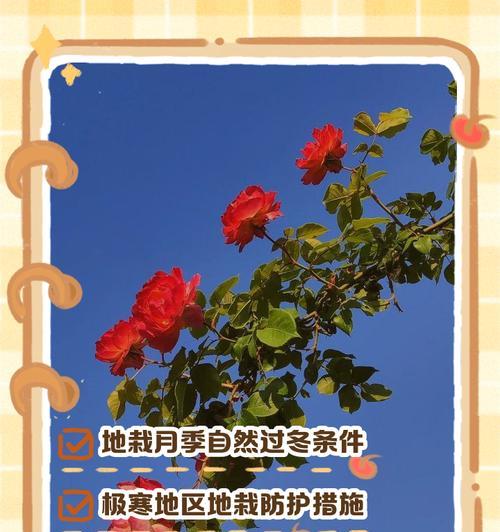 爬藤月季在北方冬天如何修剪？有哪些注意事项？
