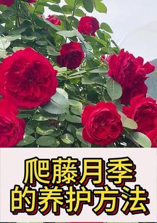 爬藤月季在北方冬天如何修剪？有哪些注意事项？