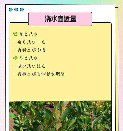 8月黄杨叶子发黄干枯应如何补救？