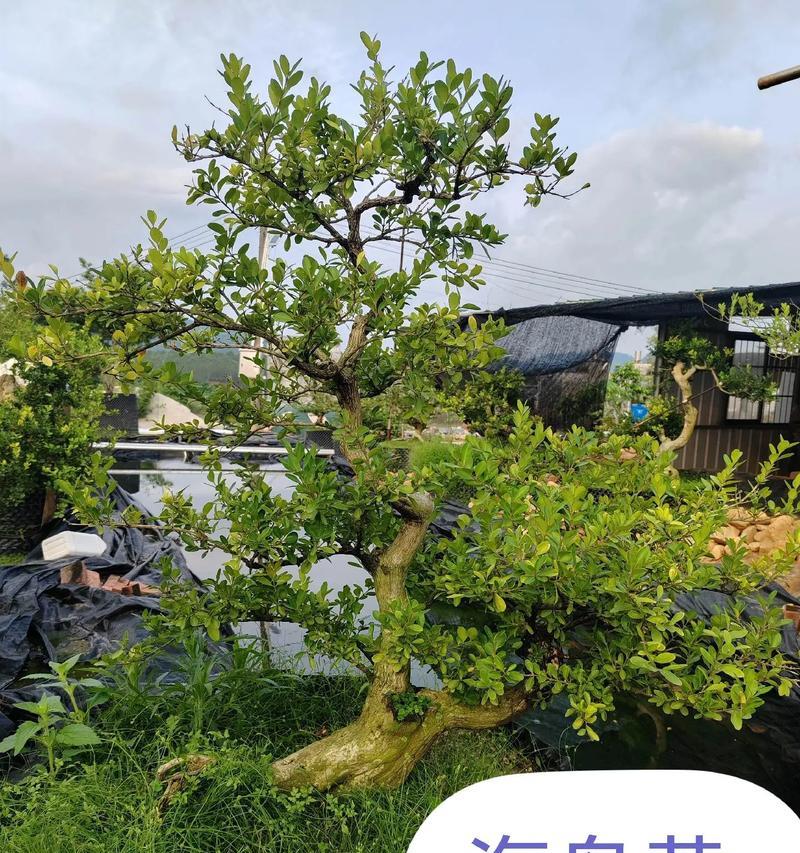 8月黄杨叶子发黄干枯应如何补救？