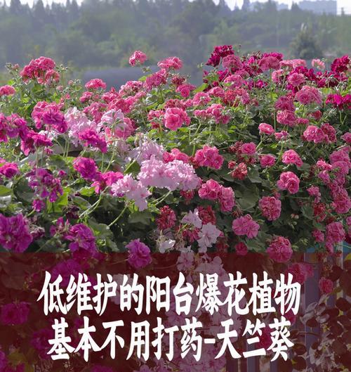 阳台花卉出现虫害的原因是什么？