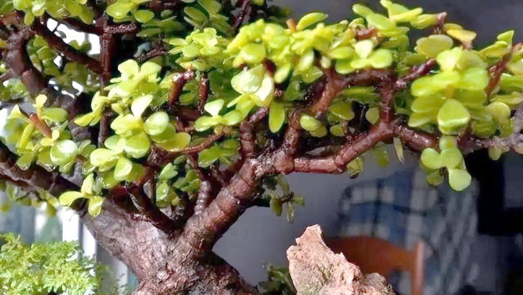 折断的花草盆景如何养护？有哪些技巧？
