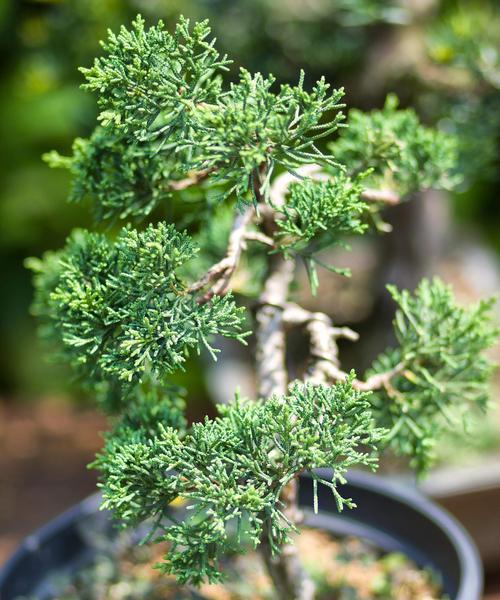 苏梅地区适合种植哪些水生植物？