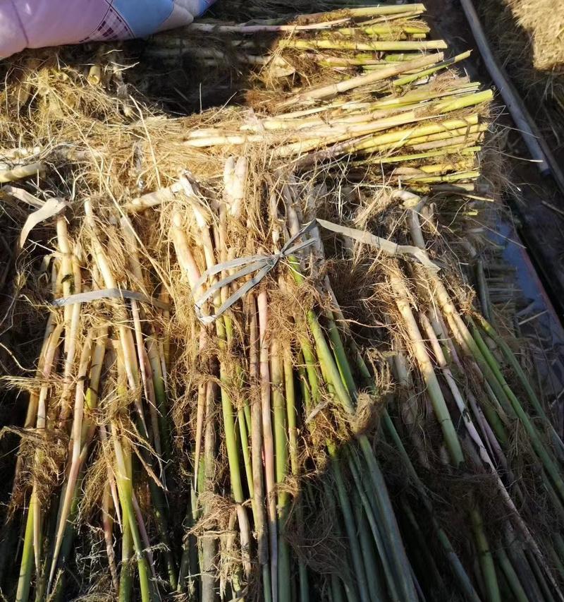 苏梅地区适合种植哪些水生植物？