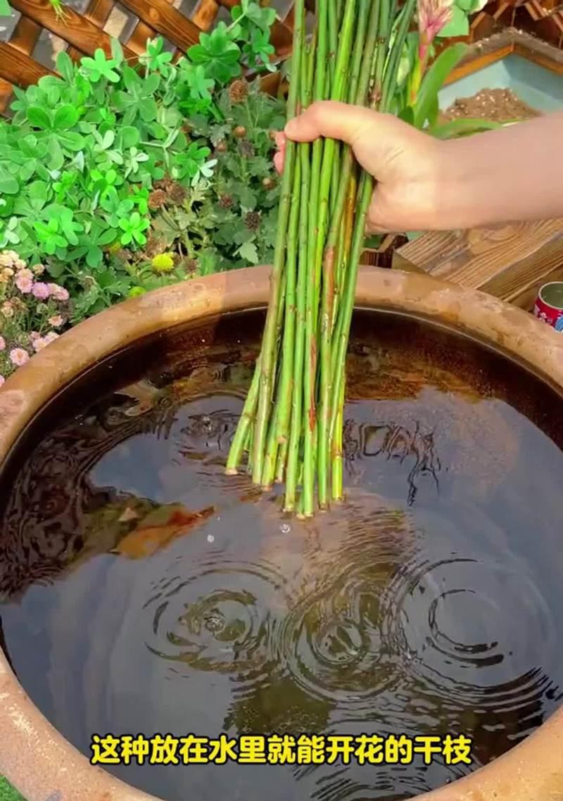 苏梅地区适合种植哪些水生植物？