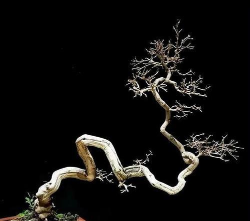 山上的黄荆盆景养护技巧有哪些？