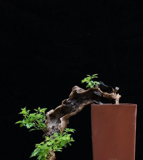 山上的黄荆盆景养护技巧有哪些？