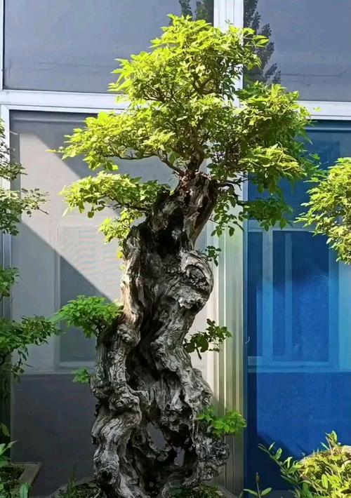 山上的黄荆盆景养护技巧有哪些？