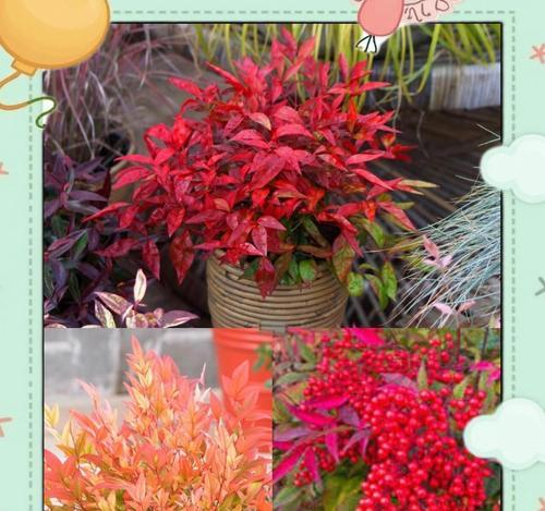 楼上客厅阳台适合种植哪些花卉？