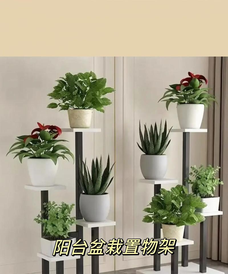 楼上客厅阳台适合种植哪些花卉？