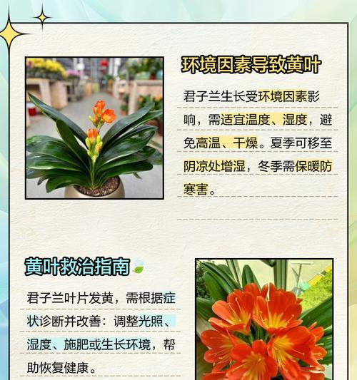 沼泽君子兰新叶片发软的原因是什么？
