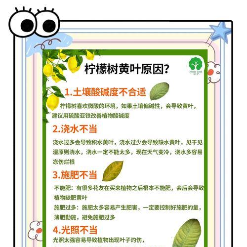 如何防止烫树叶子发黄？