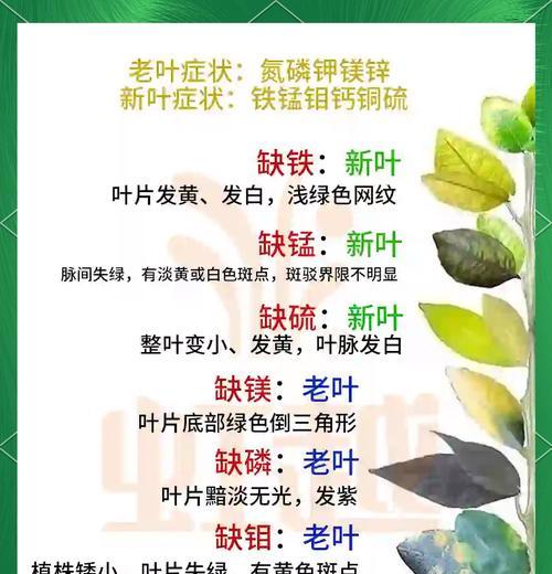 如何防止烫树叶子发黄？