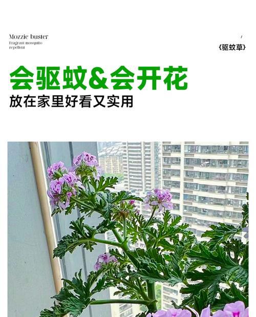 如何控制天竺葵的高度?有哪些有效措施?
