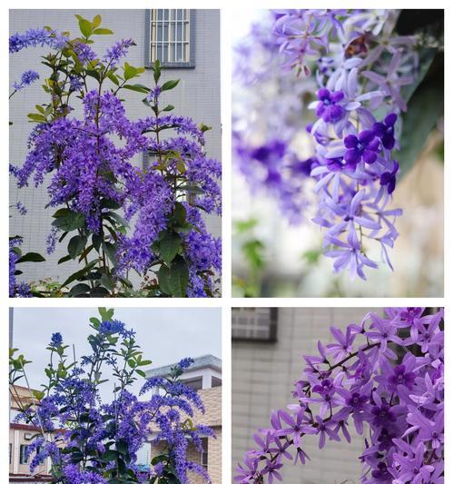 八月份室内阳台适合种植哪些花卉？