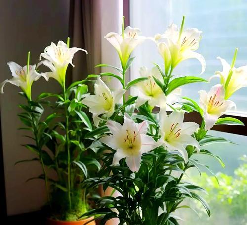 八月份室内阳台适合种植哪些花卉？