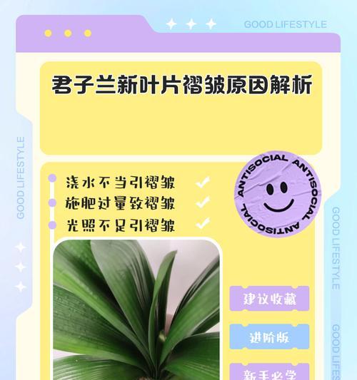 君子兰夹剑花烂了应该怎么办？