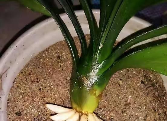 君子兰夹剑花烂了应该怎么办？