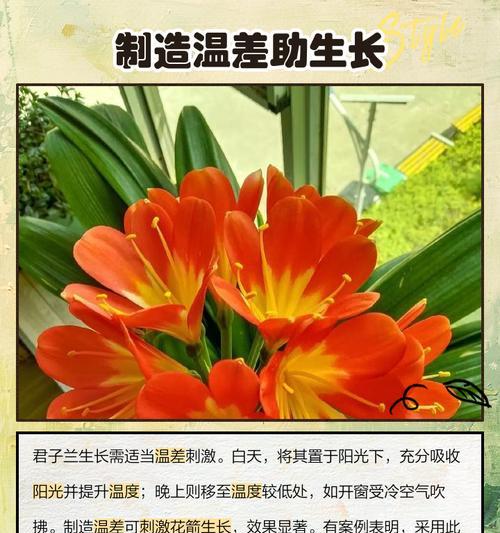 君子兰夹剑花烂了应该怎么办？