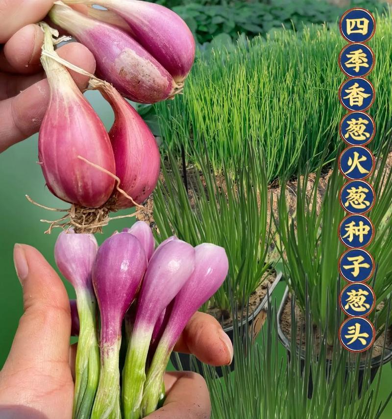 湖北香葱播种的最佳时间是什么时候？