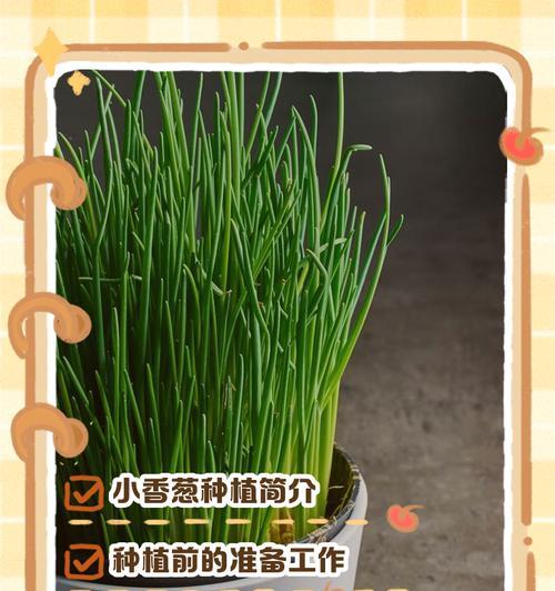 湖北香葱播种的最佳时间是什么时候？