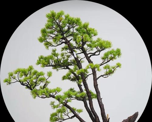盆景多怎么摆放好看？如何合理布局提升观赏效果？