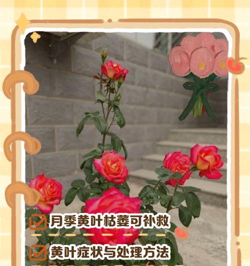 火凤凰月季的正确养护方法是什么？