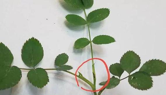 火凤凰月季的正确养护方法是什么？