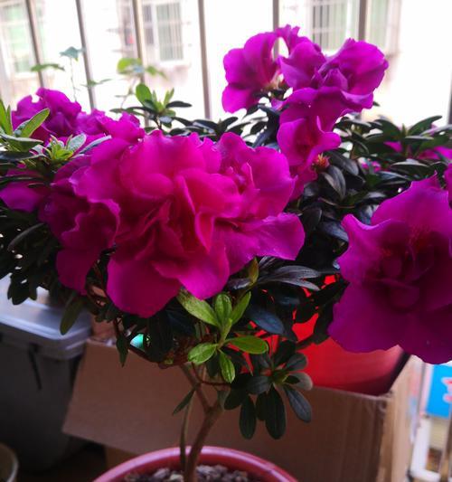 清理阳台的花叫什么？如何正确清理？