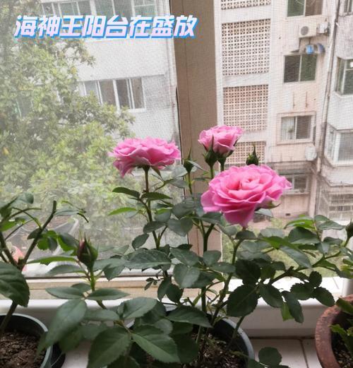清理阳台的花叫什么？如何正确清理？