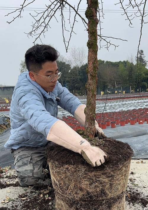 清理阳台的花叫什么？如何正确清理？