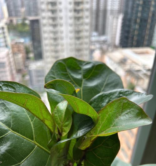 琴叶榕的叶子发黄干枯了怎么办？如何进行有效处理？