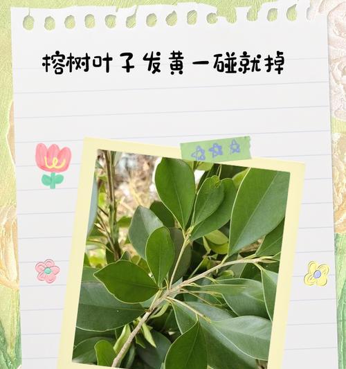 琴叶榕的叶子发黄干枯了怎么办？如何进行有效处理？