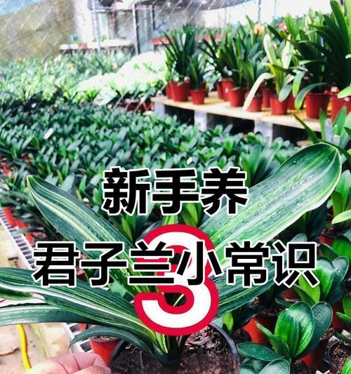 彩叶苗木君子兰的养护技巧？如何保持君子兰的彩叶状态？