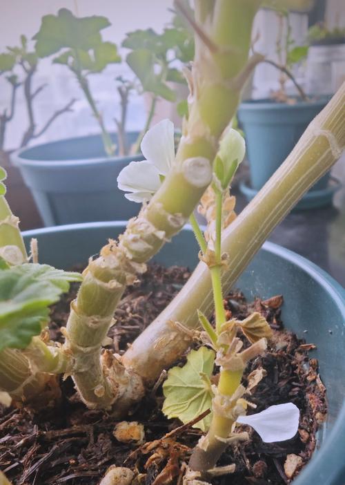 天竺葵落叶发黄如何处理？有哪些解决方法？