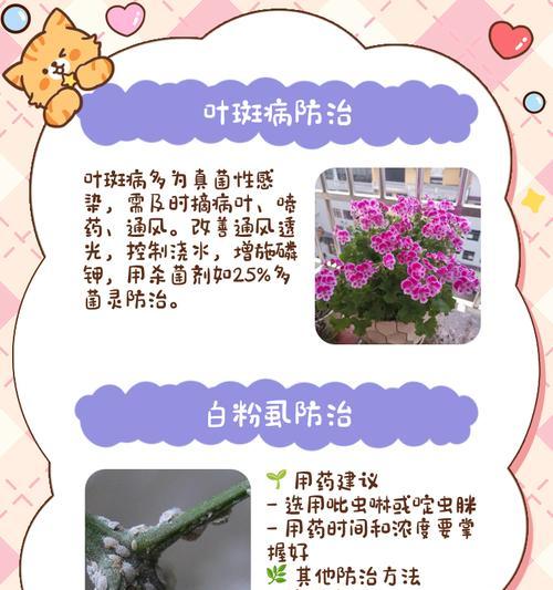 天竺葵落叶发黄如何处理？有哪些解决方法？