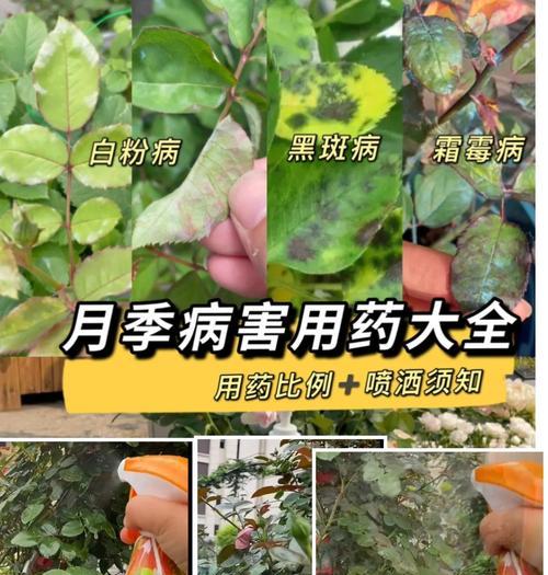 月季枝干皮脱落的原因及处理方法？