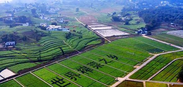 涪陵榨菜在江苏什么时候播种？播种的最佳时间是什么时候？