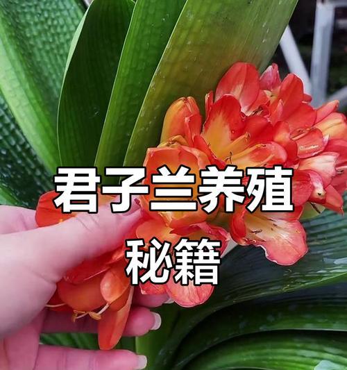 君子兰能驱蚊吗？如何正确养护君子兰？