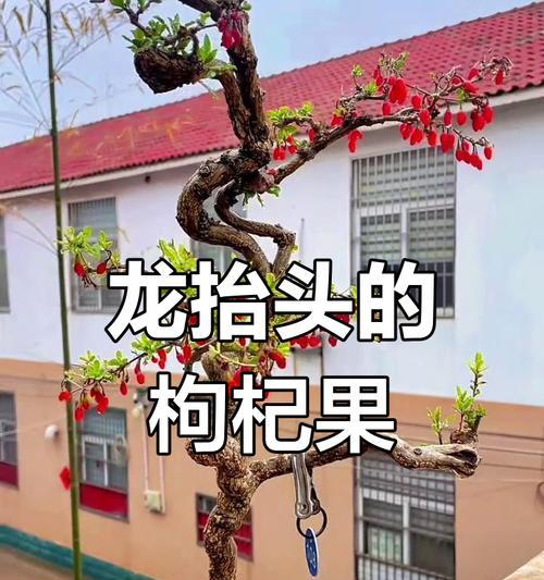 枸杞盆景培养老根的方法是什么？