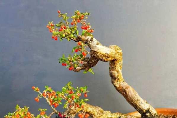 枸杞盆景培养老根的方法是什么？